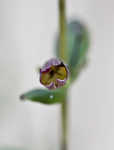 Scarlet calamint